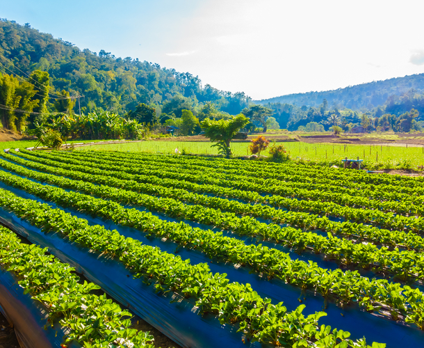 Kobus Janse van Rensburg | Crop insurance critical to safeguard SA's food security