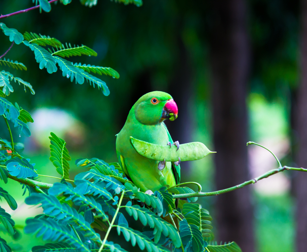 SCOR joins the act4nature international alliance