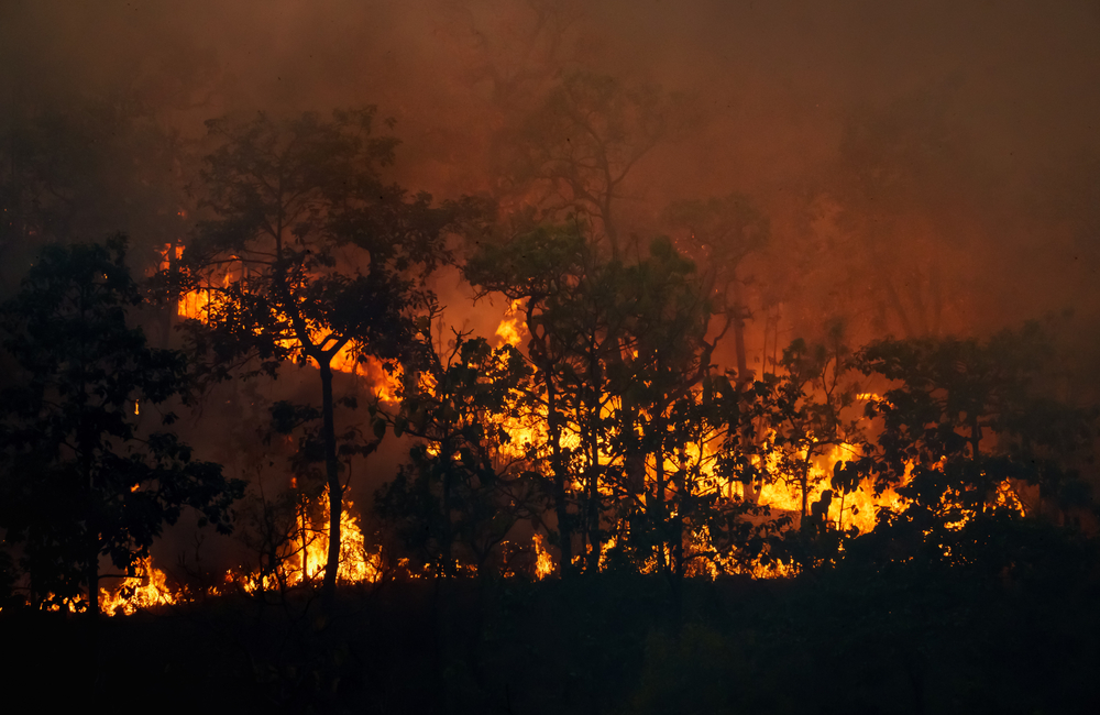 EI Niño and loadshedding heighten risk of veld fires